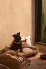 Lexington Hund Pute i Økologisk Bomullsfløyel, 40x30 thumbnail