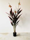 Canna Blomst I Potte 147 Cm thumbnail