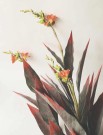 Canna Blomst I Potte 147 Cm thumbnail